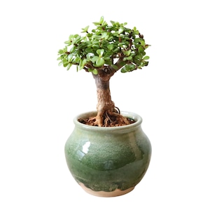 ポーチュラカリア アフラ(35cm)