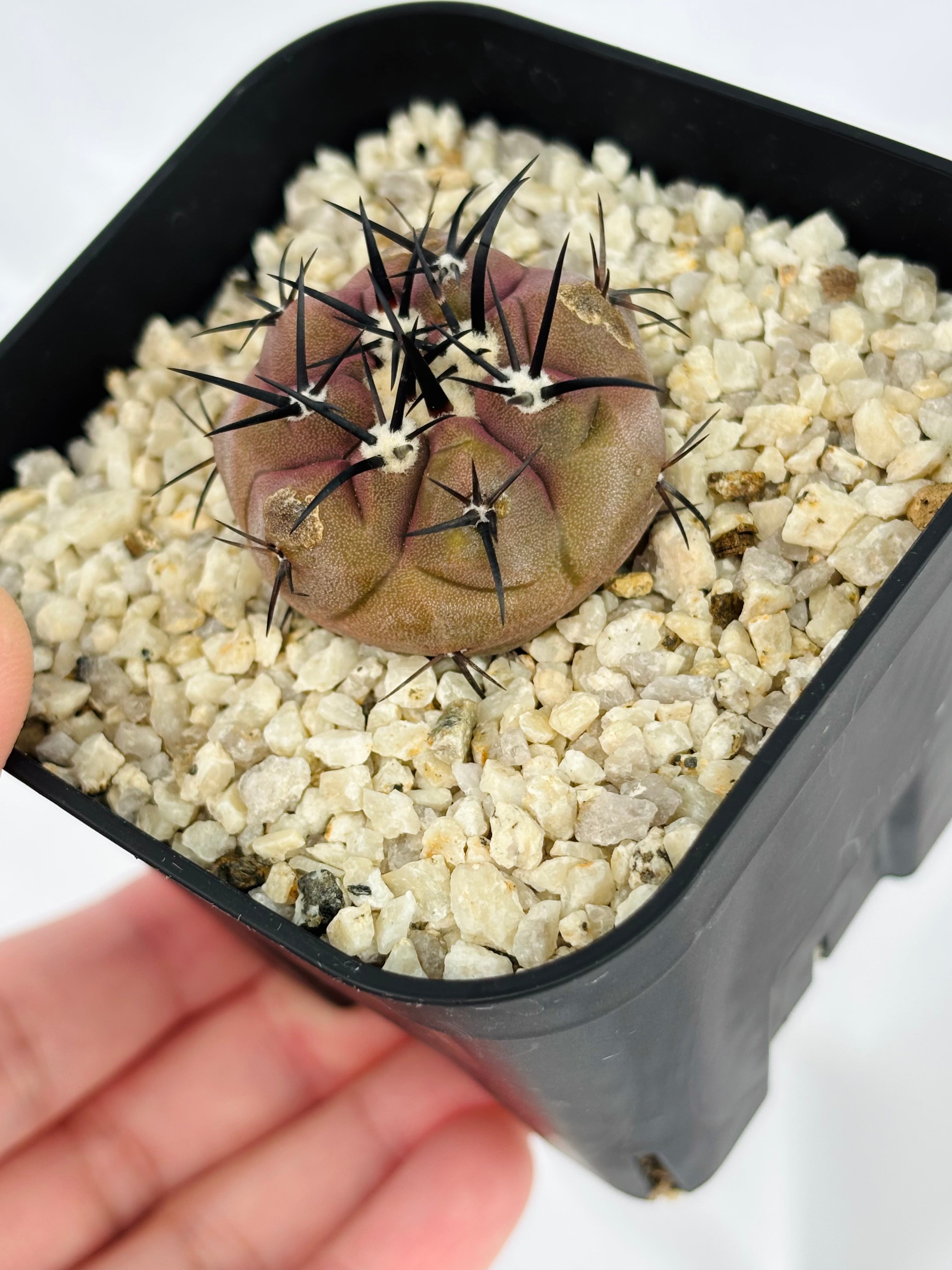 Copiapoa cinerea コピアポア シネレア 黒王丸 サボテン | plants MARU