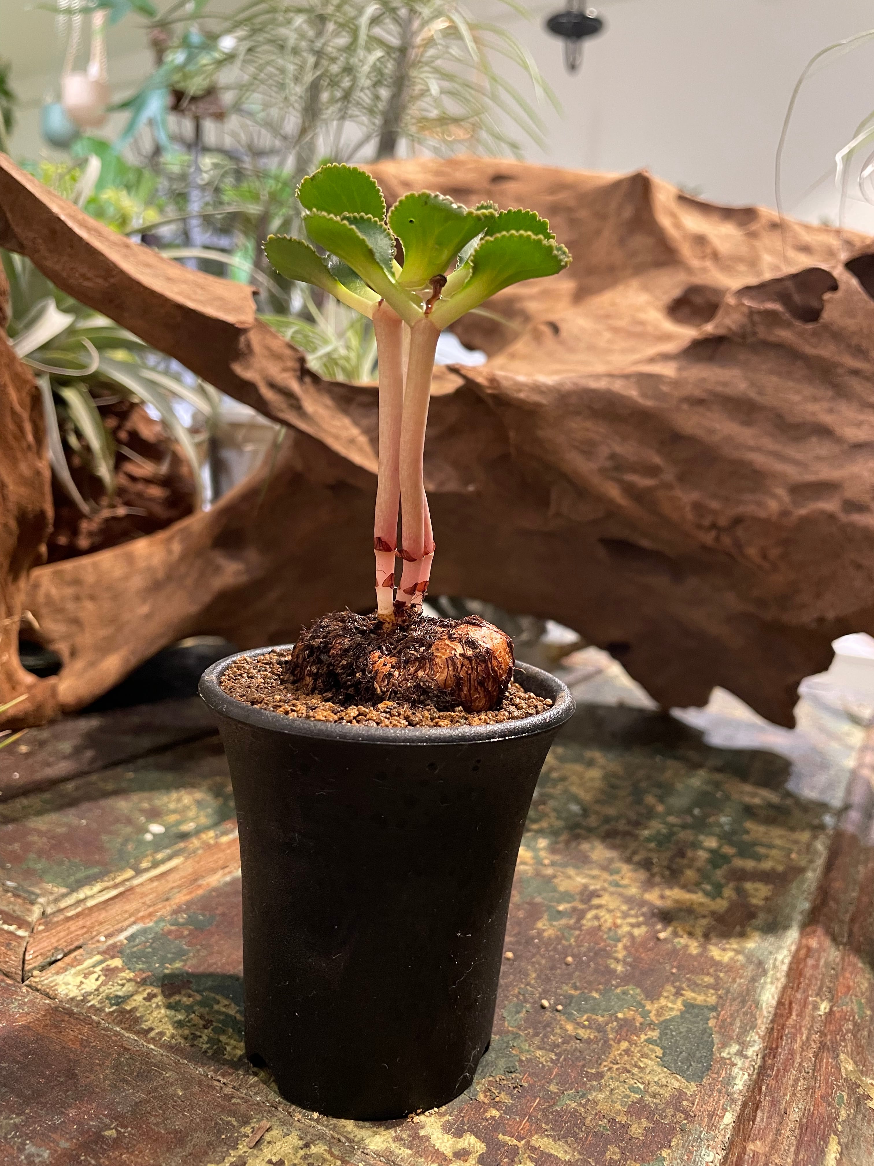 C3 サモトラケ 2個まとめ売り クラッスラ・サキシフラガ】国内実生苗 | THE GREEN SHOP