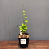 【新着3日限定10%OFF】ディオスコレア　エレファンティペス　亀甲竜【1123】