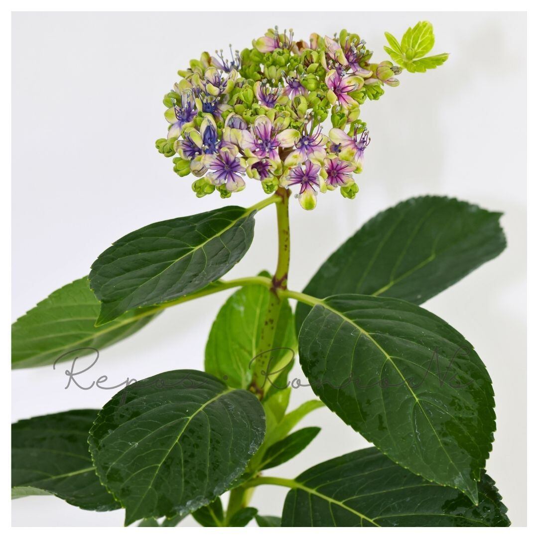 特大8号鉢 地植え向き 大島緑花 苗 アジサイ あじさい 紫陽花 アジサイ