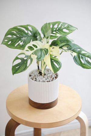 【希少】【M】マドカズラ バリエガータ/Monstera adansonii