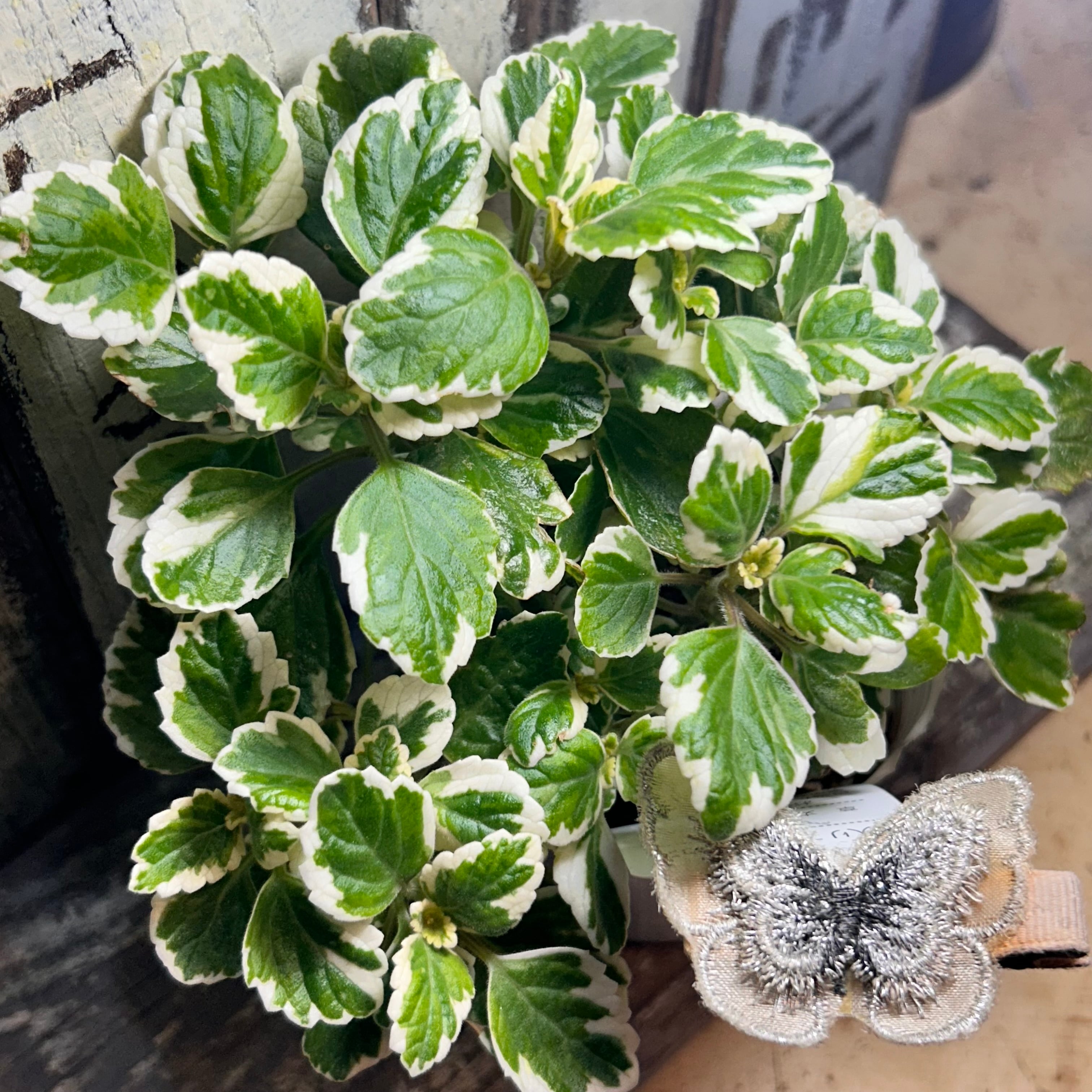 多肉植物❤️アエオニウム錦❤️ウエディングドレス❤️ ウェディングドレス錦 アエオニウム | RuPo 多肉植物専門店