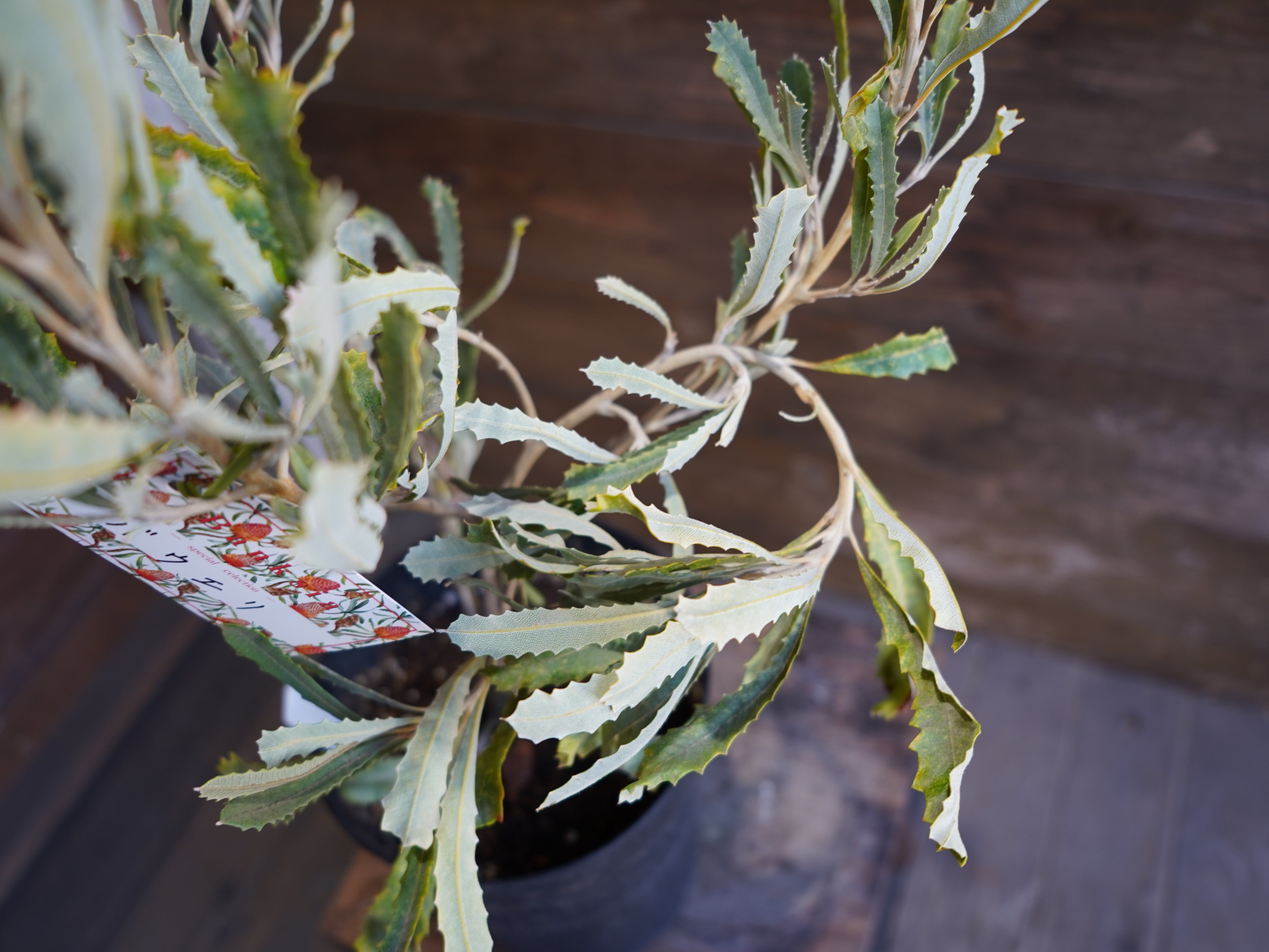 【現物】バンクシア　”バウエリ”　E