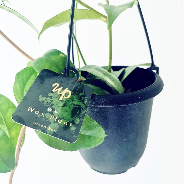 【再入荷】ホヤ・カンパニュラータ｜GreenBell × calm cafe