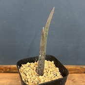 アロエ　スザンナエ【244】