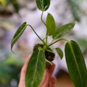 アンスリウム ワロクアーナム / Anthurium Warocqueanum⑭ / 観葉植物<育て方・花言葉>