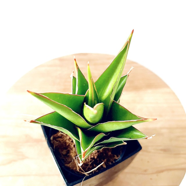 ◎希少植物 サンスベリア サムライコンパクタ calm cafe