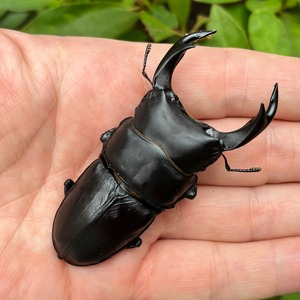 【希少産地・新成虫】兵庫県川西市産オオクワガタペア（♂72mm） #6841