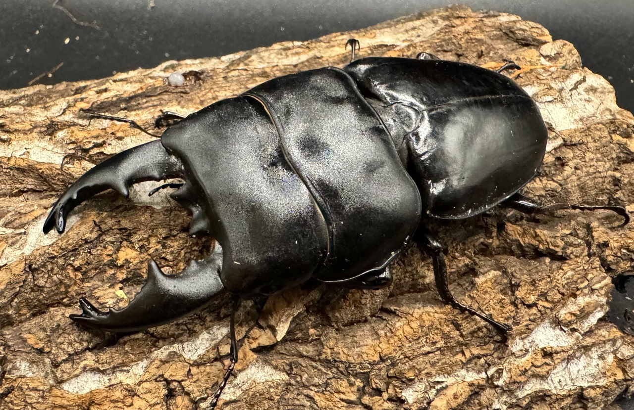 【WD】《アルキデスヒラタ 82mm L33-34mm ペア》