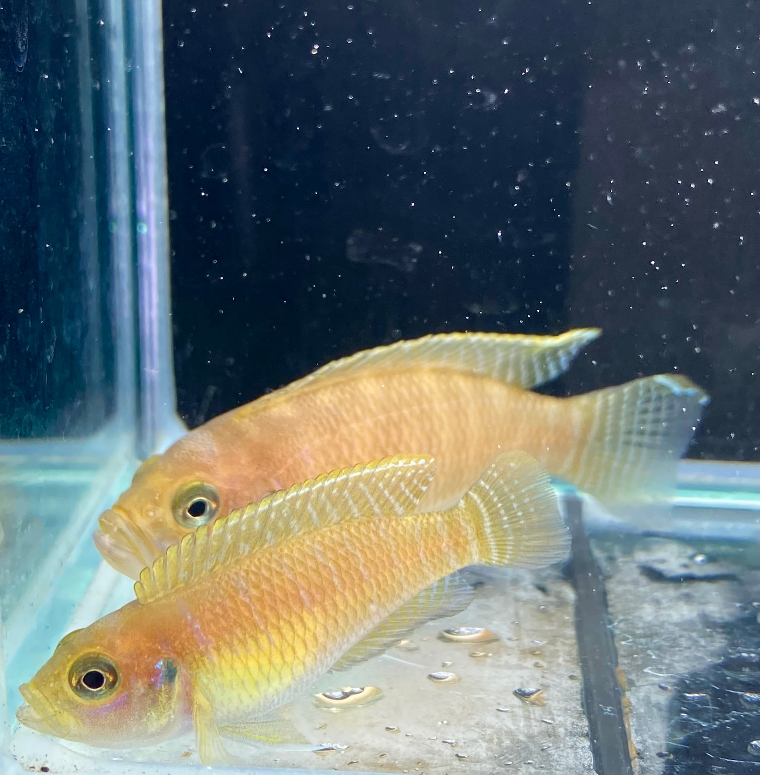 ネオランプロローグス ブレビス | アクアショップあんじゅ