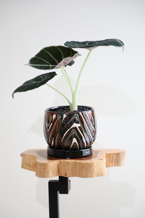 【S】アロカシア ブラックベルベット/Alocasia Black Velvet　※陶器鉢付き