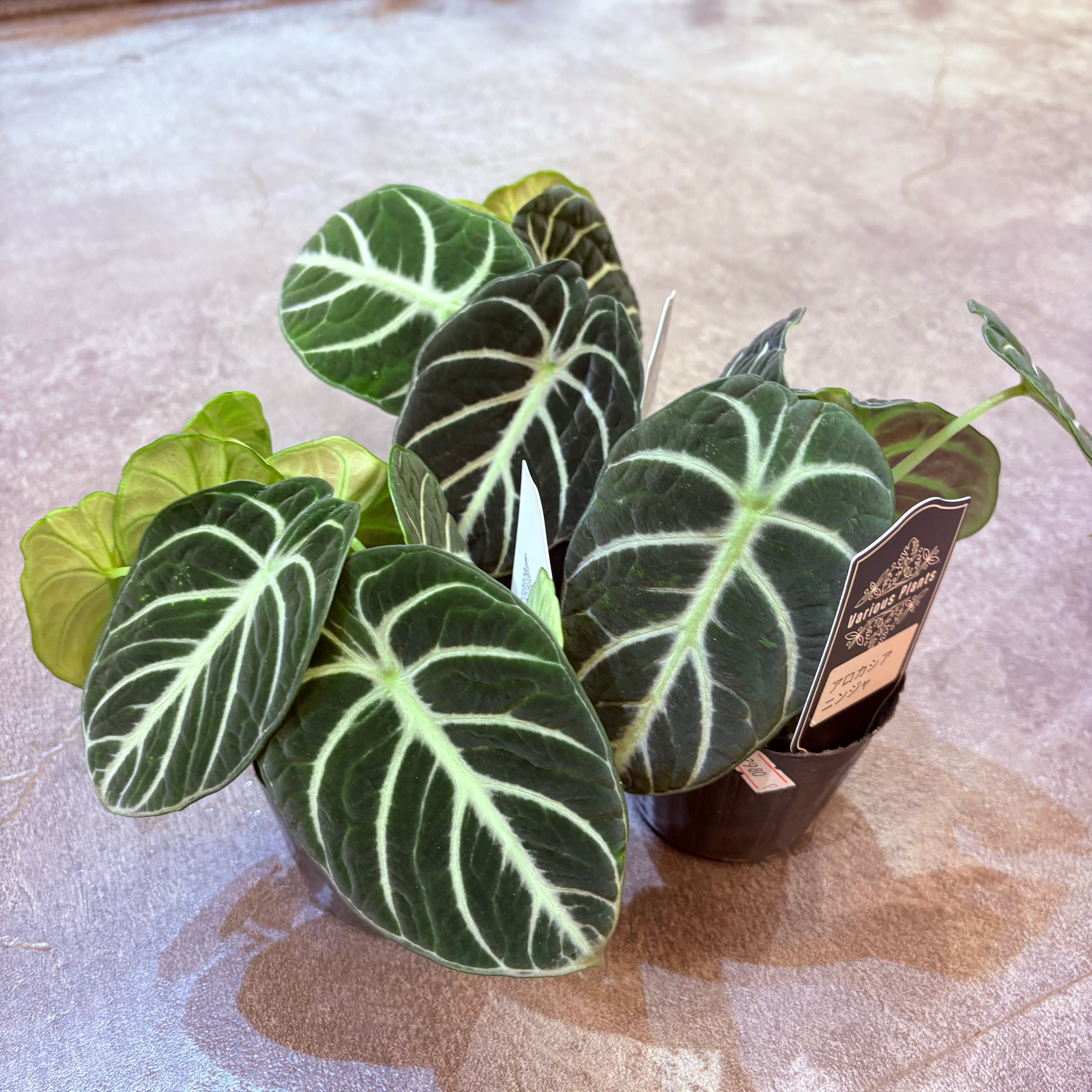 アロカシア ニンジャ 3号 | Green Vibes 宇都宮市の観葉植物専門店