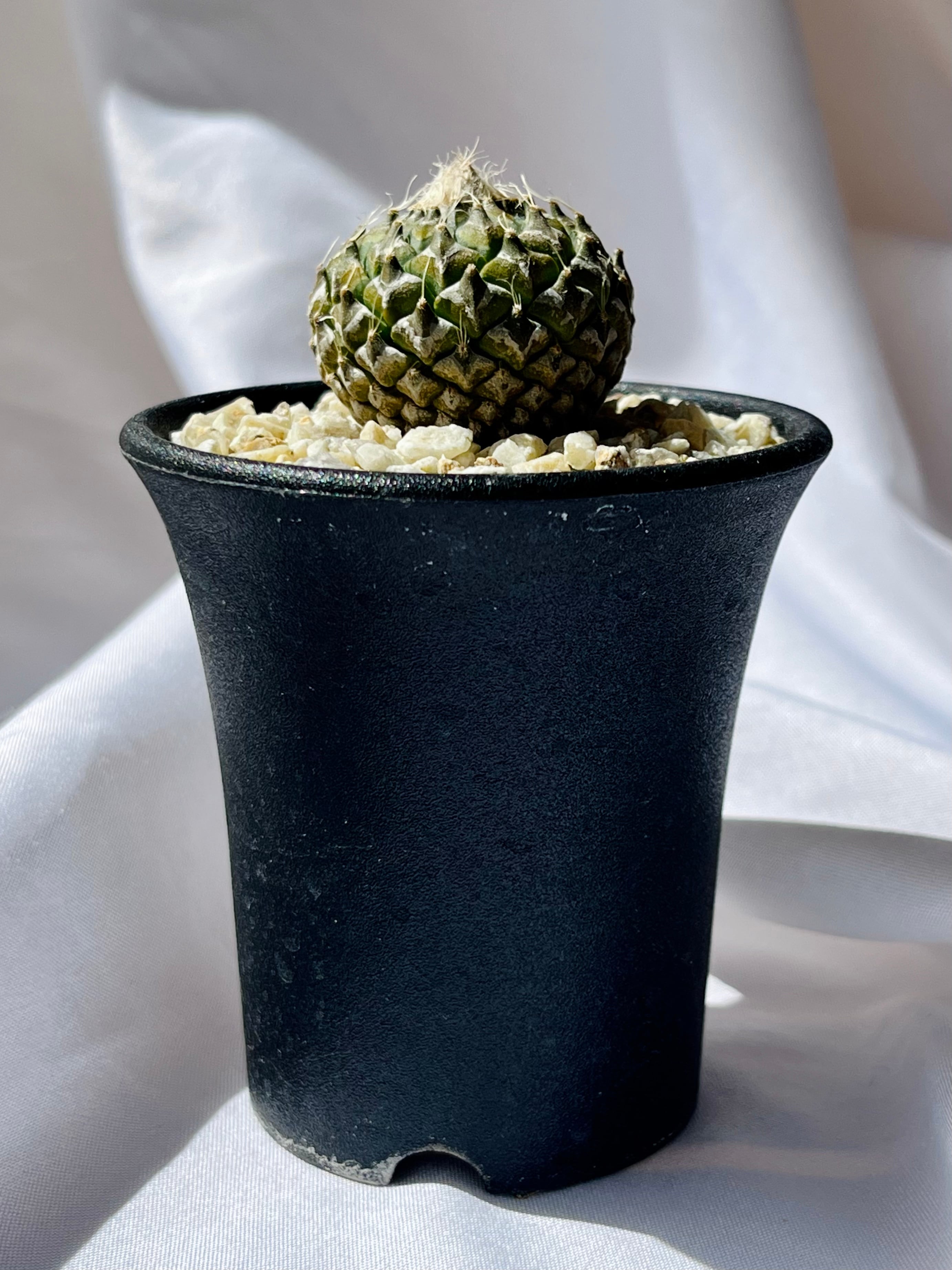 Pelecyphora strobiliformis ペレキフォラ 銀牡丹 サボテン