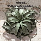 【送料無料】キセログラフィカXL〔エアプランツ〕現品発送T0075