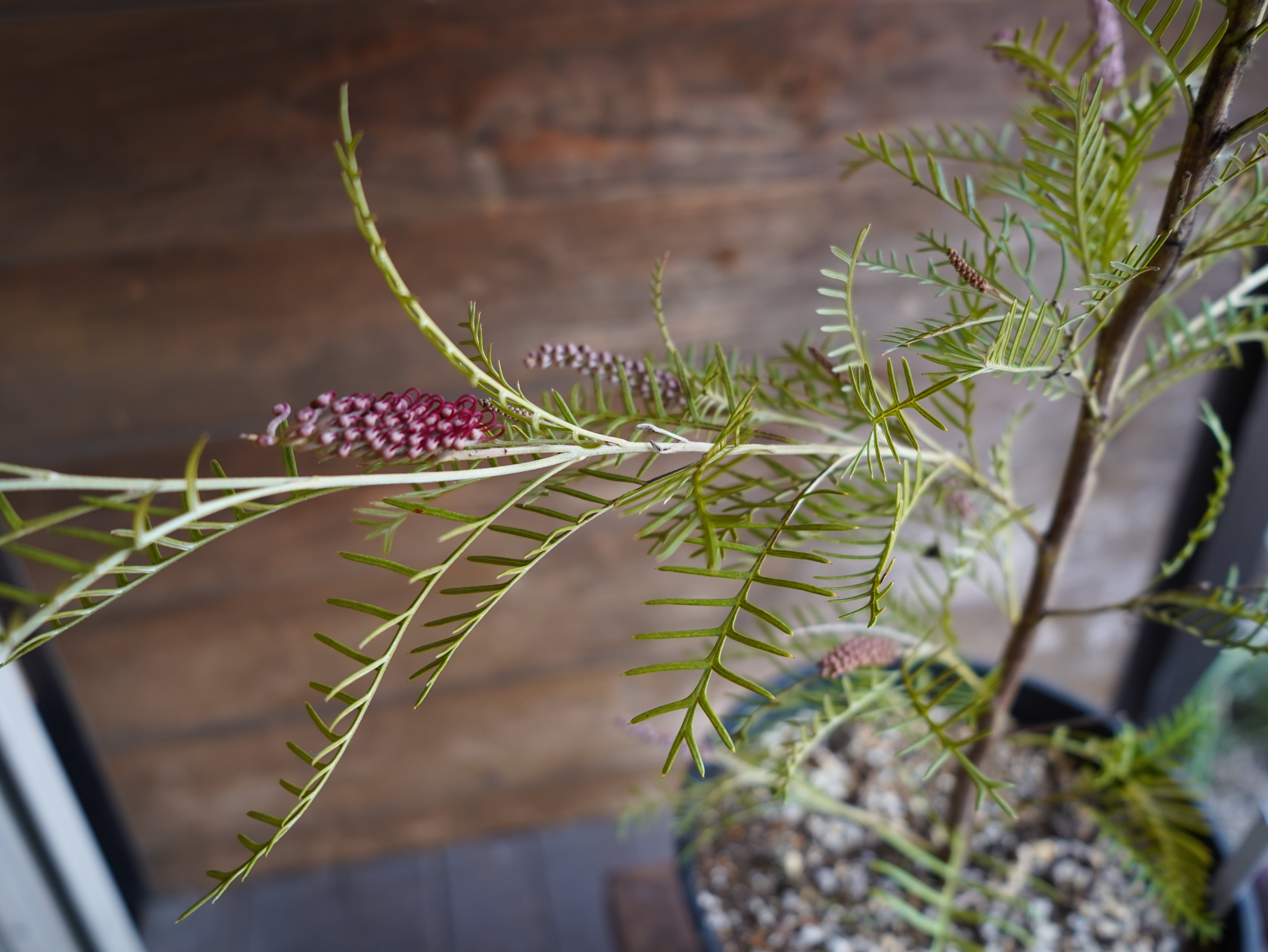 【現物】グレビレア　"アイバンホー"