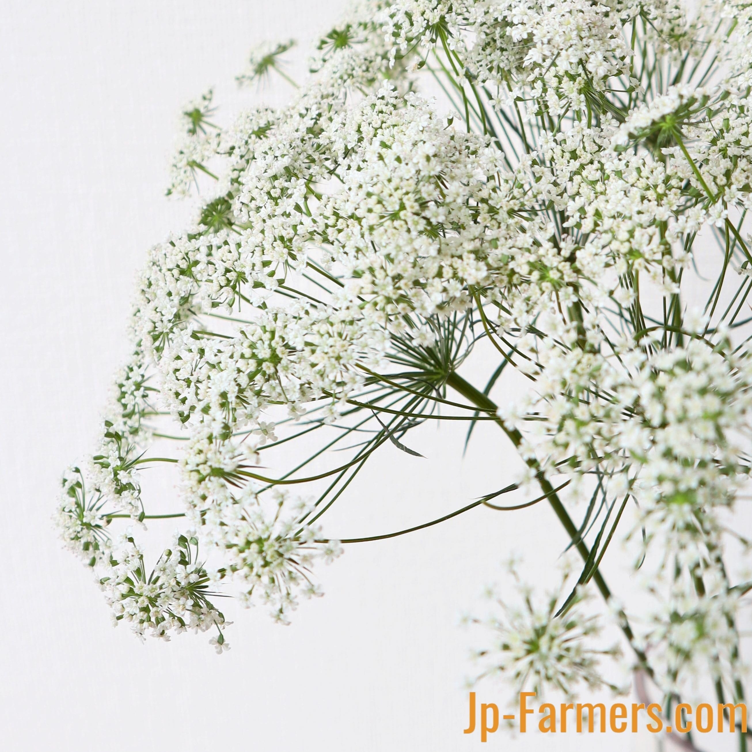 レースフラワー 』 10本 | 新鮮お花問屋 Jp-Farmers.com