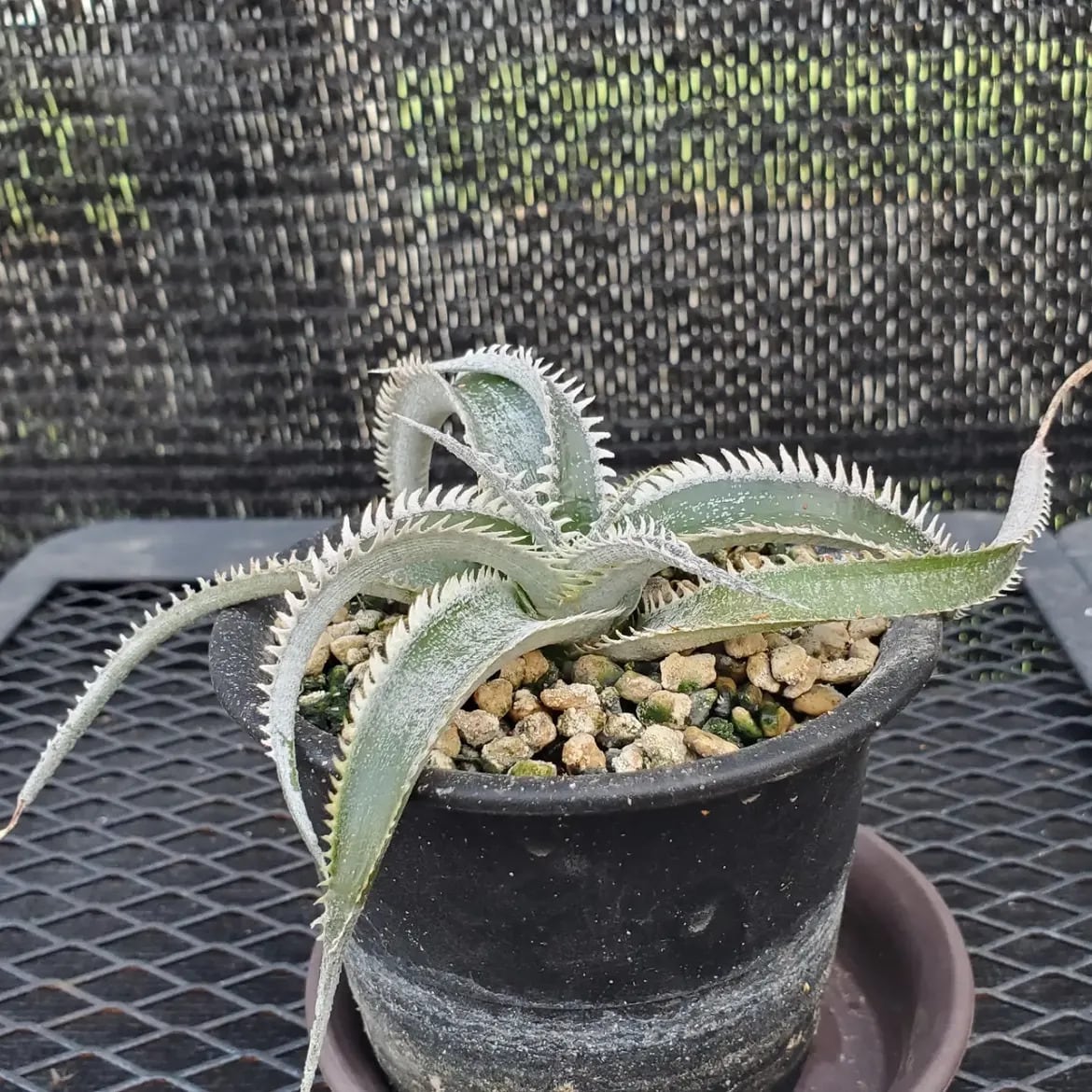 F00647_Dyckia 'Wasabi' (BCR:13644)：ディッキア・ワサビ（子株