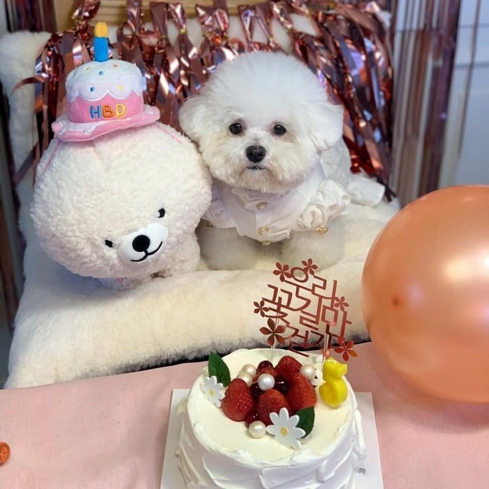 KM691G犬 ネコ 誕生日 バースデー ケーキ おもちゃ ハット 帽子 ピンク