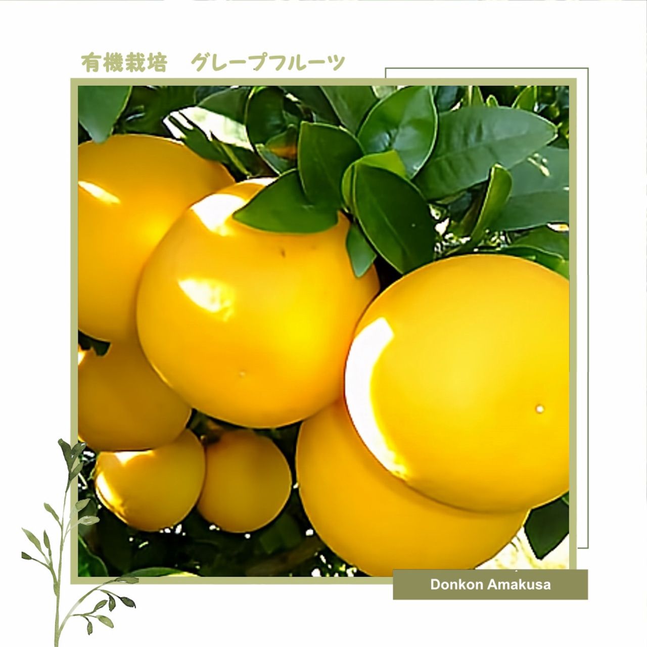 【有機栽培　熊本県天草産の柑橘類】グレープフルーツ（5Kg）（有機JAS認証対応商品）