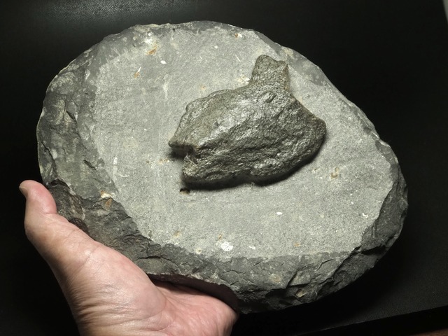 激レア！甲冑魚の化石【Placoderm Fish】【2692g】モロッコ王国産/ダンクルオステウス/板皮類/魚/化石/恐竜