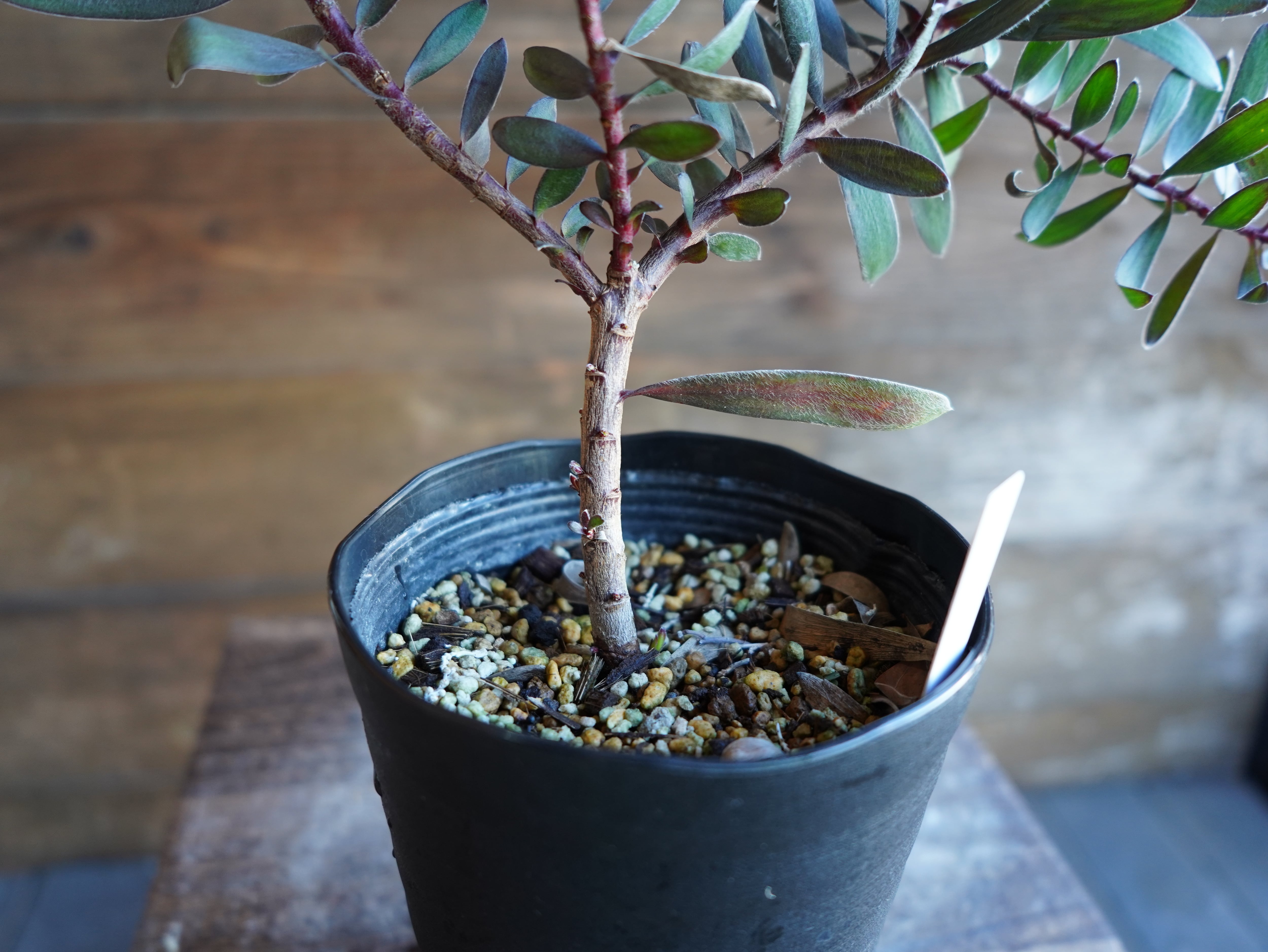 【現物】リューカデンドロン　”エボニー”　C