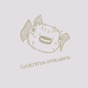 メイタイシガキフグ-Tシャツ・レディース(ホワイト)