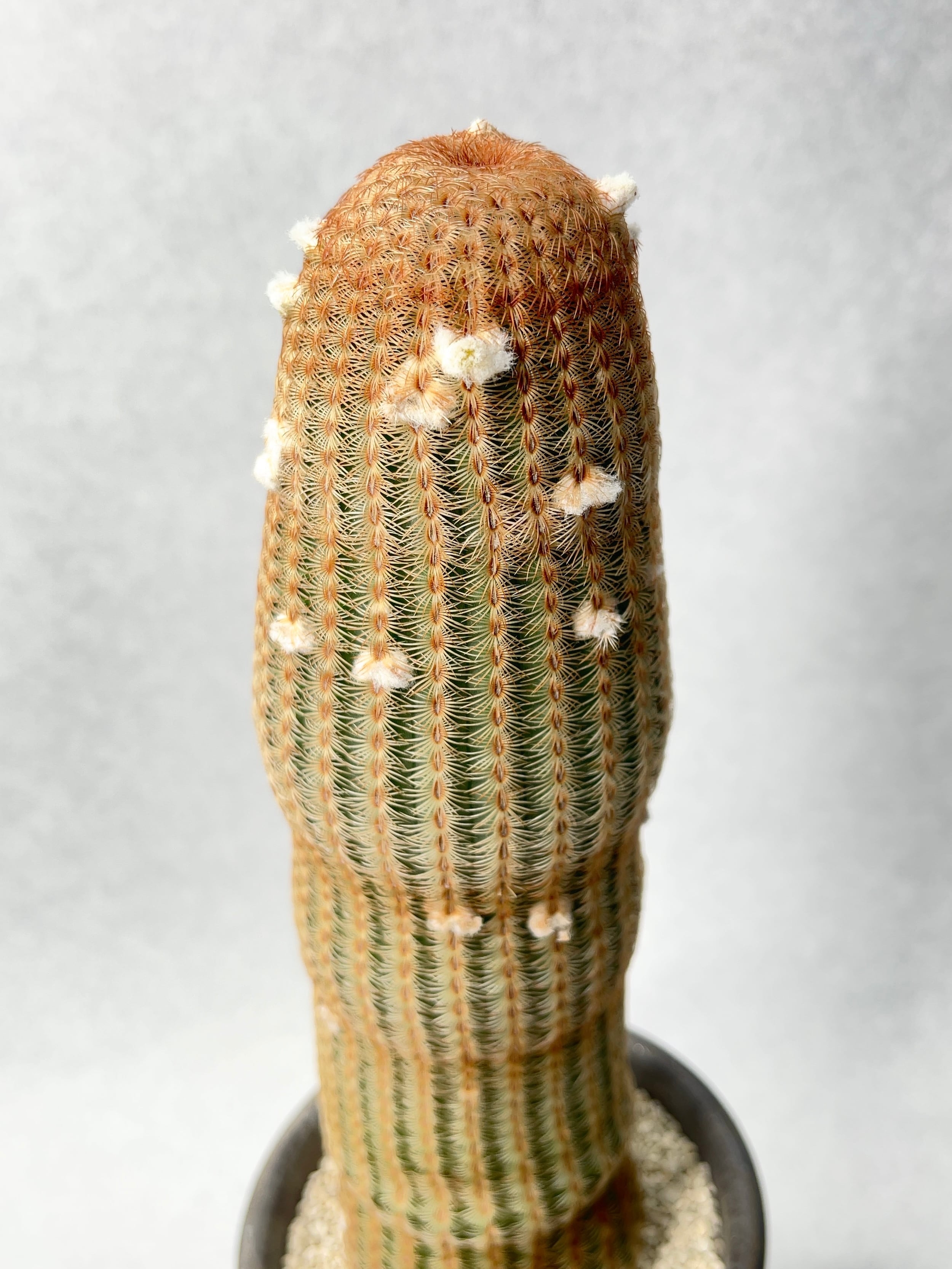 エキノセレウス・白花太陽 | trigger