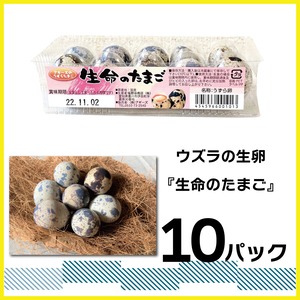 【食用】産地直送 うずらの生卵 『生命のたまご』10個入り×10パック /豊橋名産 新鮮
