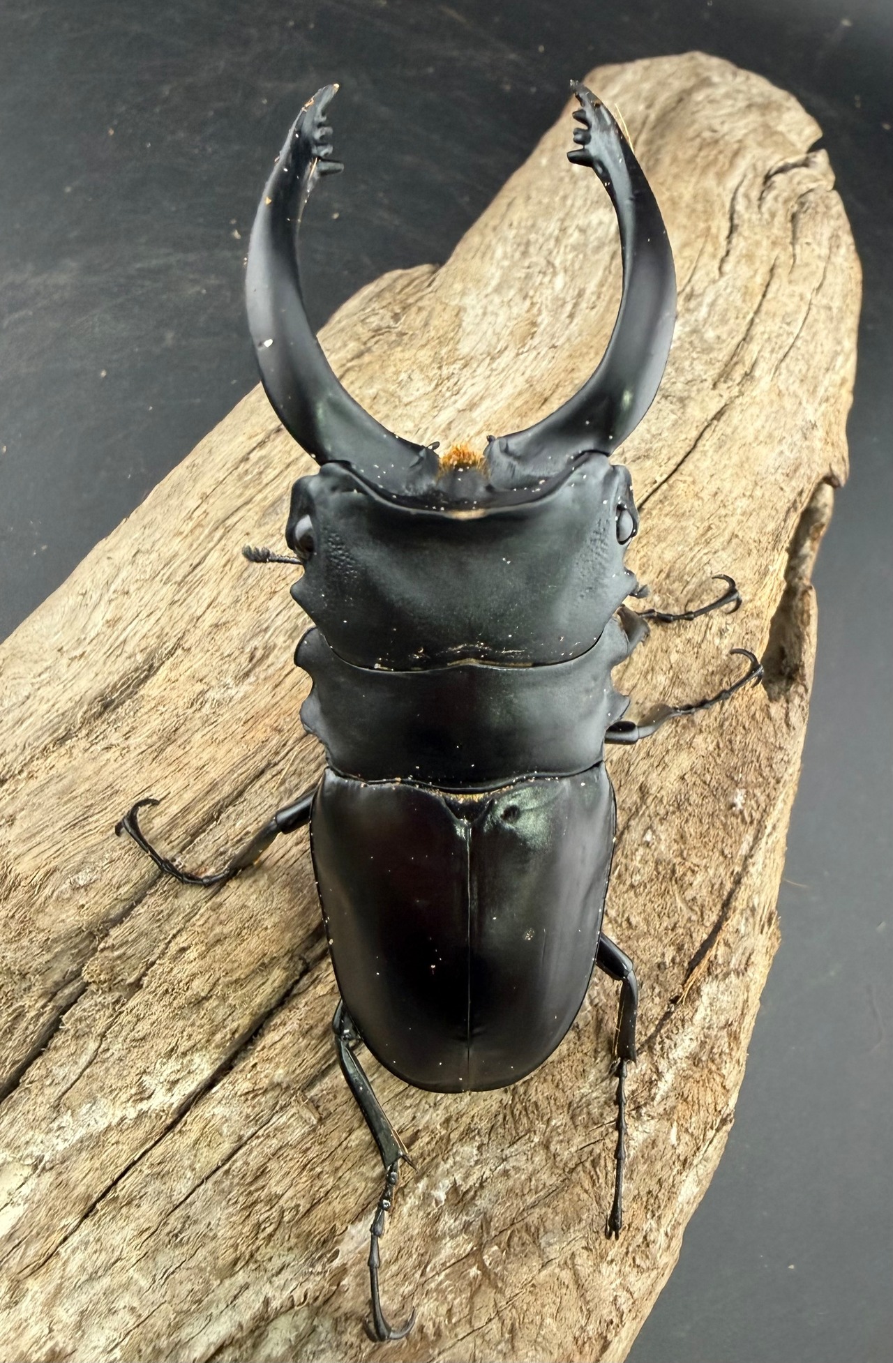 【WD】大型《アルケスツヤクワガタ 91.5mm ペア》