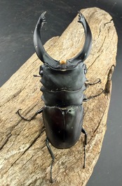 【WD】大型《アルケスツヤクワガタ 91.5mm ペア》