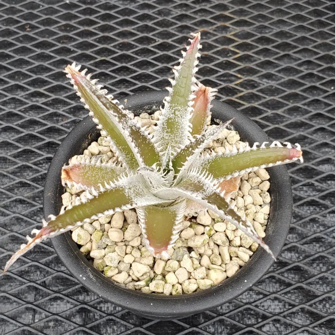ディッキア　ワサビ⑥　格安　　 Dyckia（ディッキア） | レアプランツ通販サイトPlants Maniax