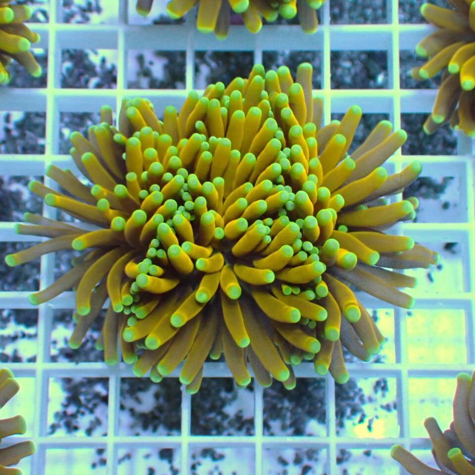 ハナ _ゴールドトーチ フラグ ハナサンゴ / Torch | HOUSE REEF(ハウスリーフ)サンゴ・海水魚・海藻