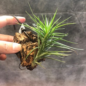 Tillandsia 'Drama  Queen'Green (T.aeranthos x T.tenuifolia  Bonsal beauty)