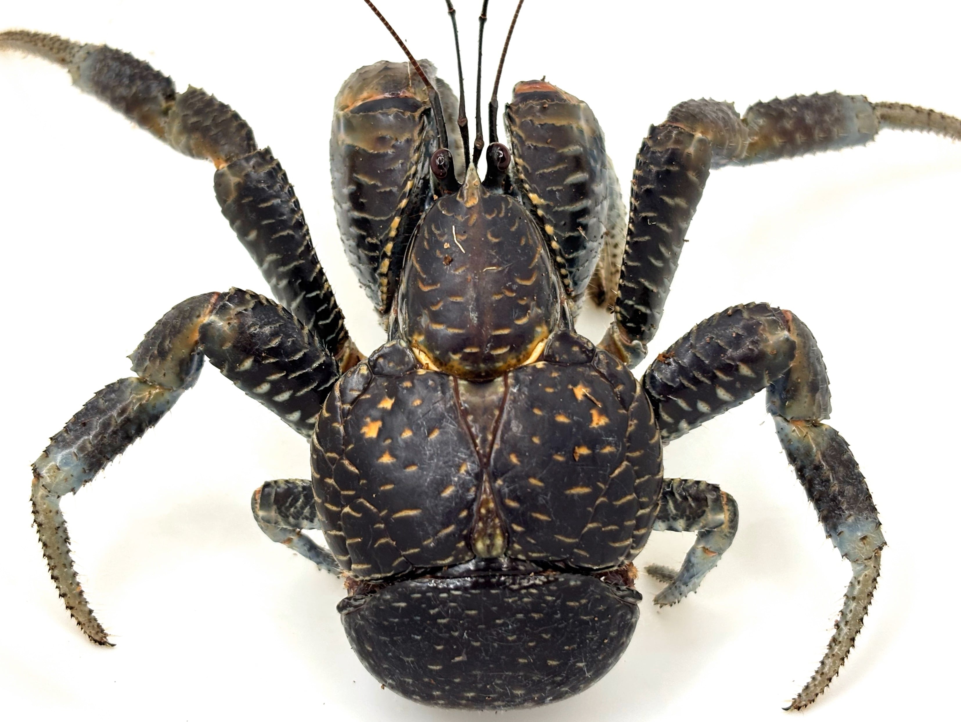 ヤシガニSS♂① 1匹 | まるころ商店〜まるくてころころした生き物を