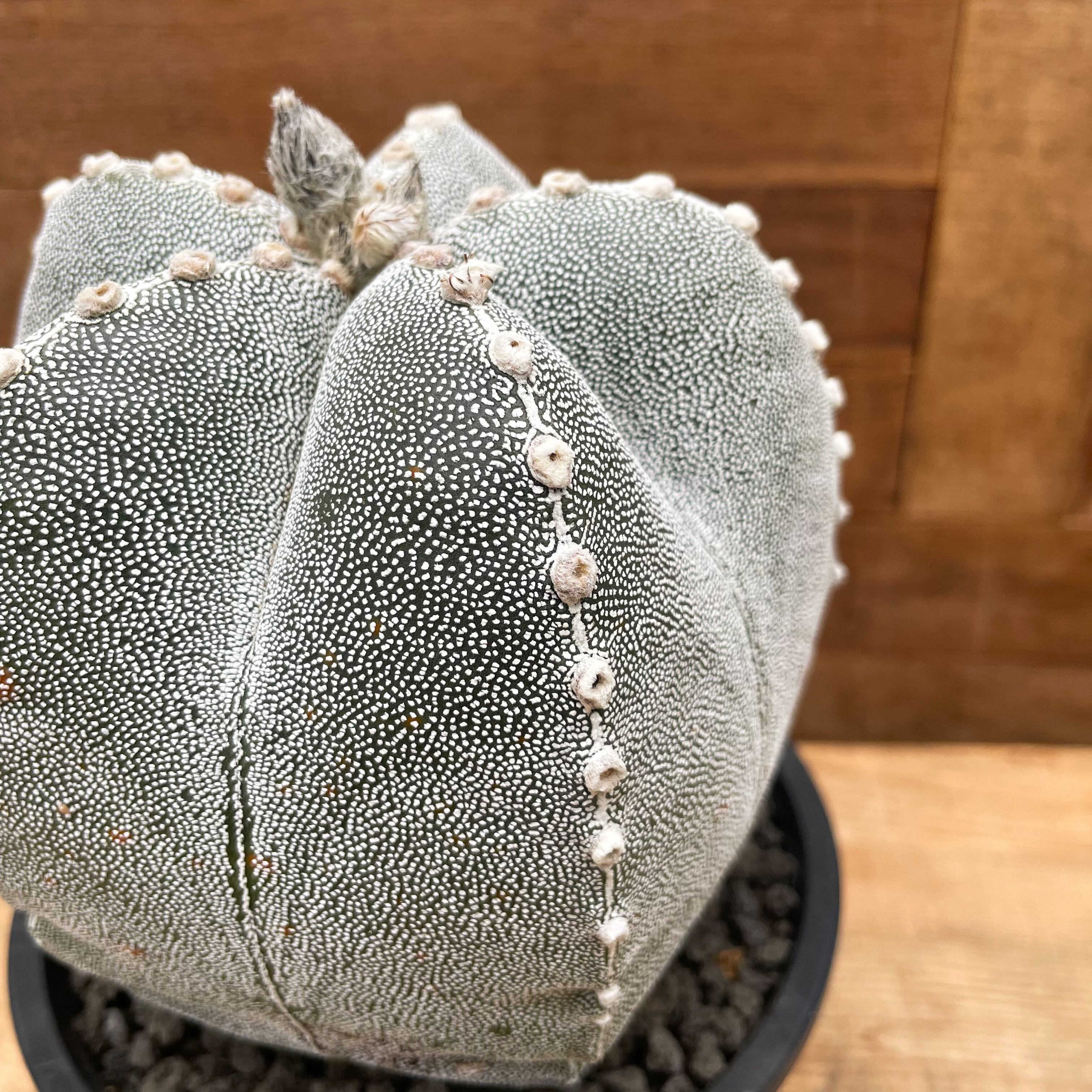 Astrophytum 恩塚ランポー玉 | RIMO'S GREEN 【Saboten & Succulent】