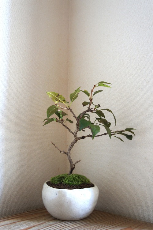 盆栽　十月桜