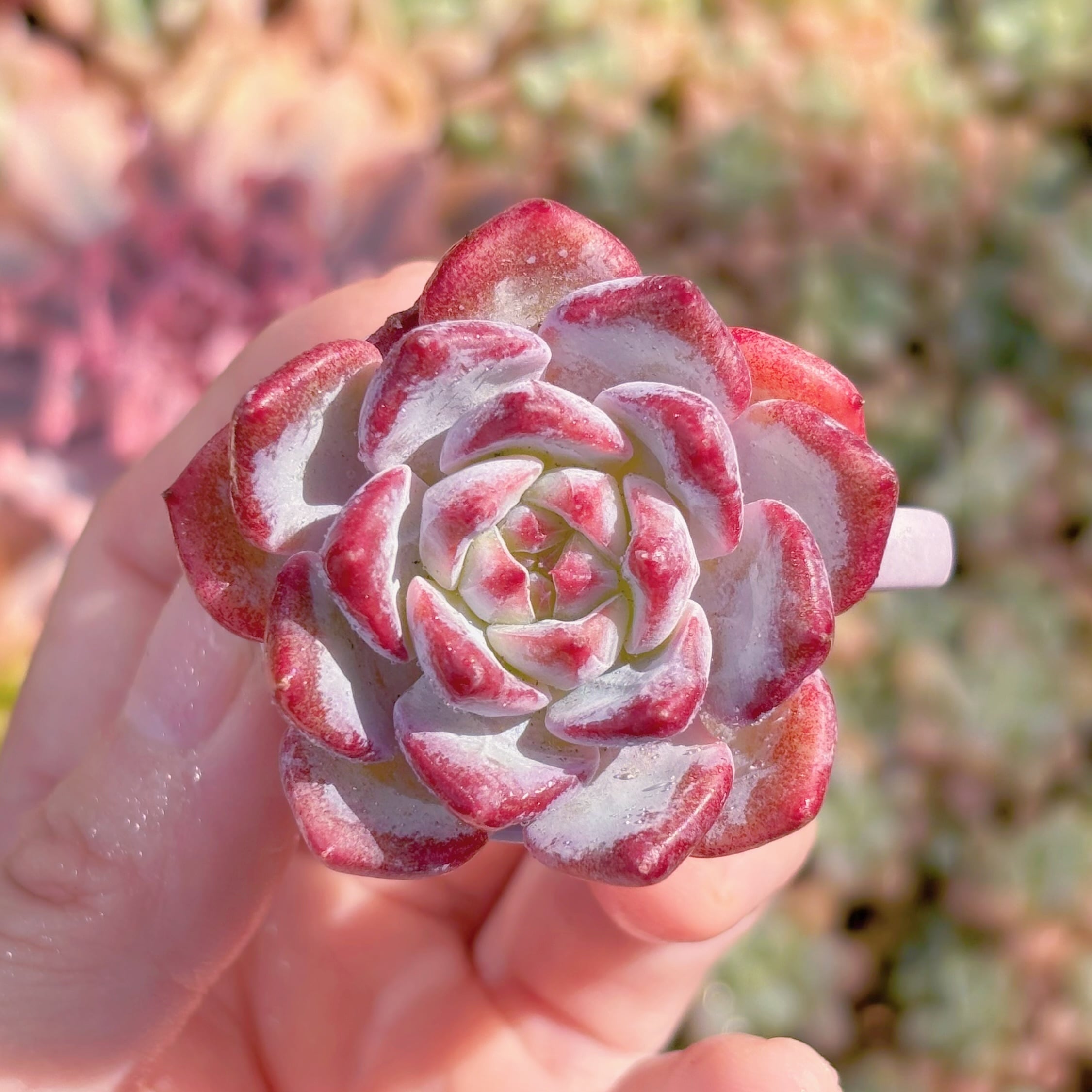 多肉植物　茉莉花　新入荷　るる農園