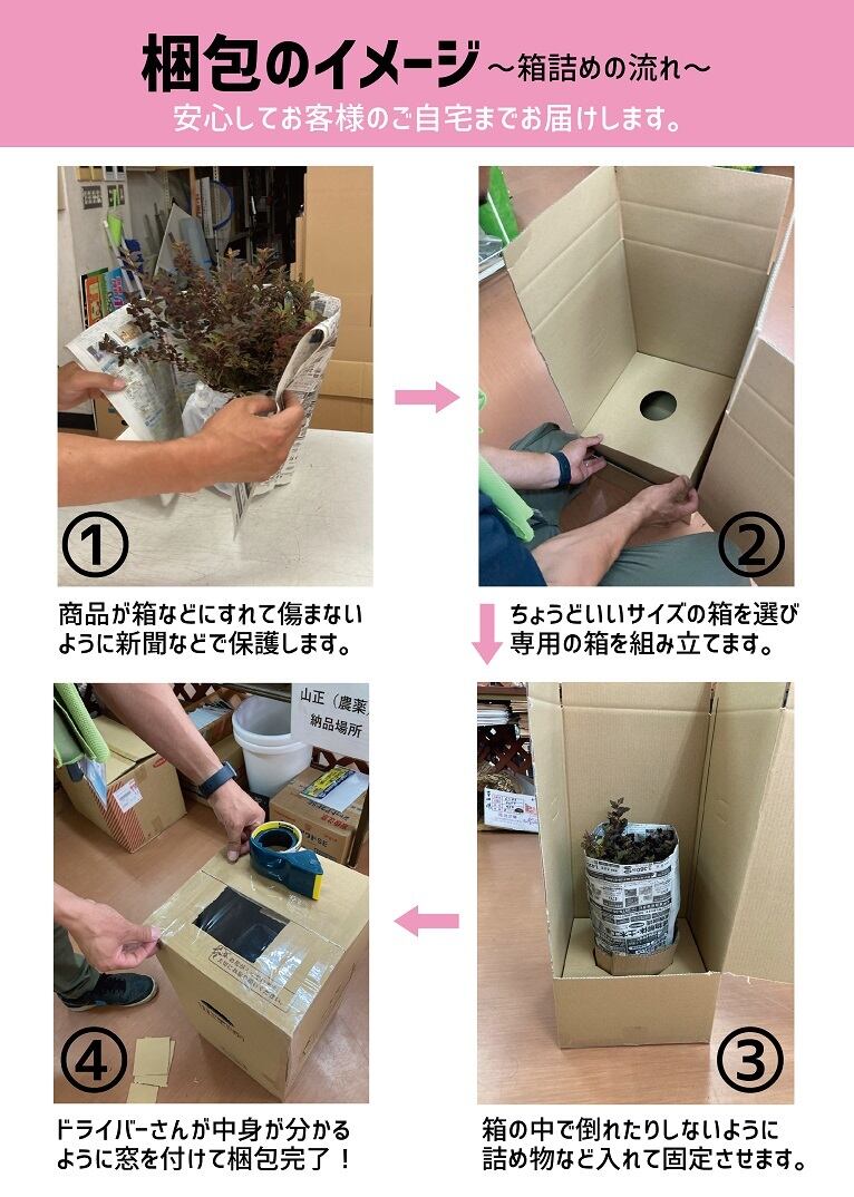 多肉植物・リトープス | 日本ライン花木センター