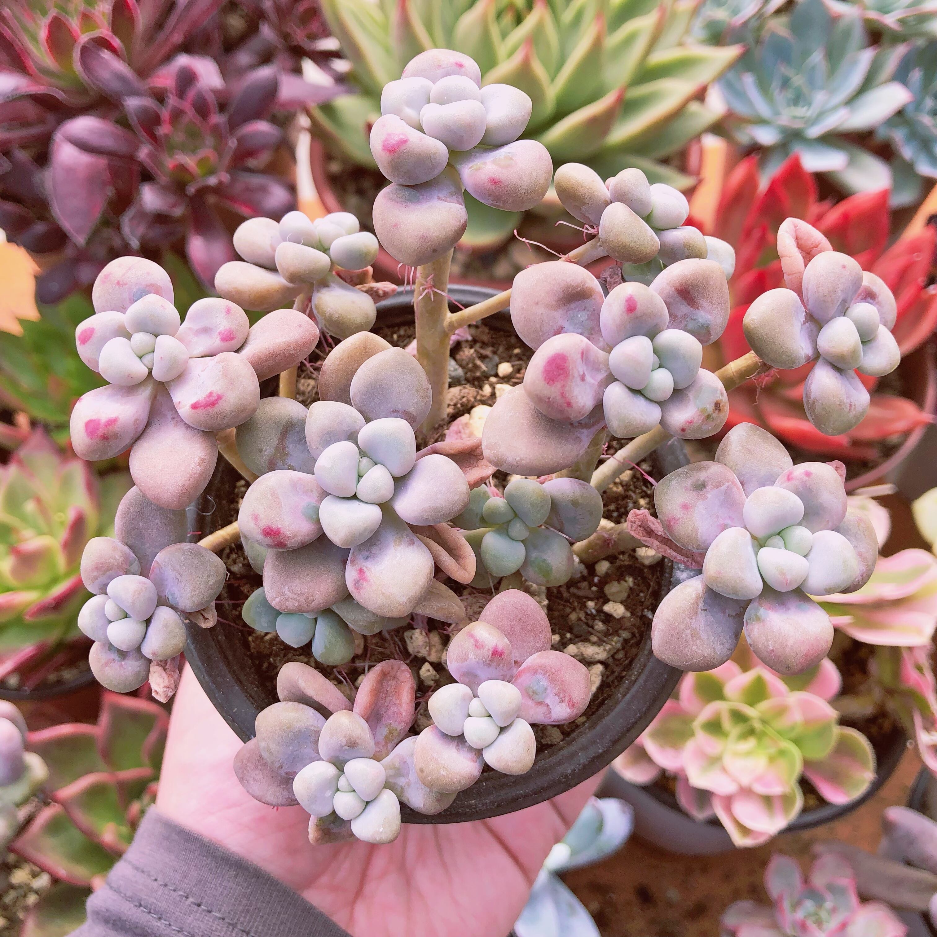 植物群生: ほったらかしで毎年咲く花 – CRXB