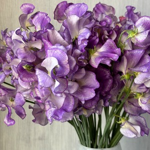 【スイートピー先行販売　数量限定　即出荷】⑤　ブルーリップル　（シルバーブルー）　50本　