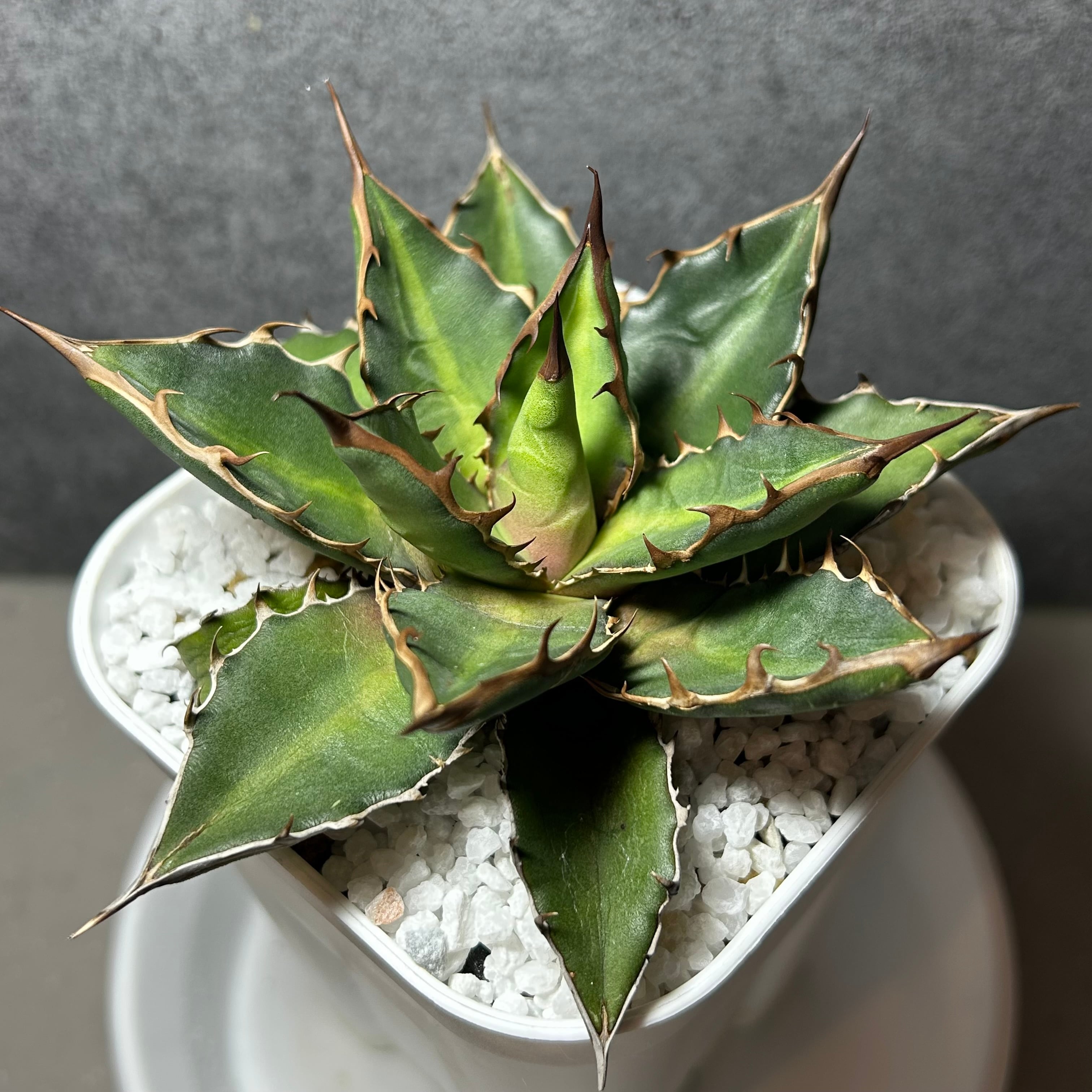 アガベ　チタノタ　牡丹厳竜　3head アガベ チタノタ 牡丹厳竜 2head アガベ チタノタ 牡丹厳竜 2head