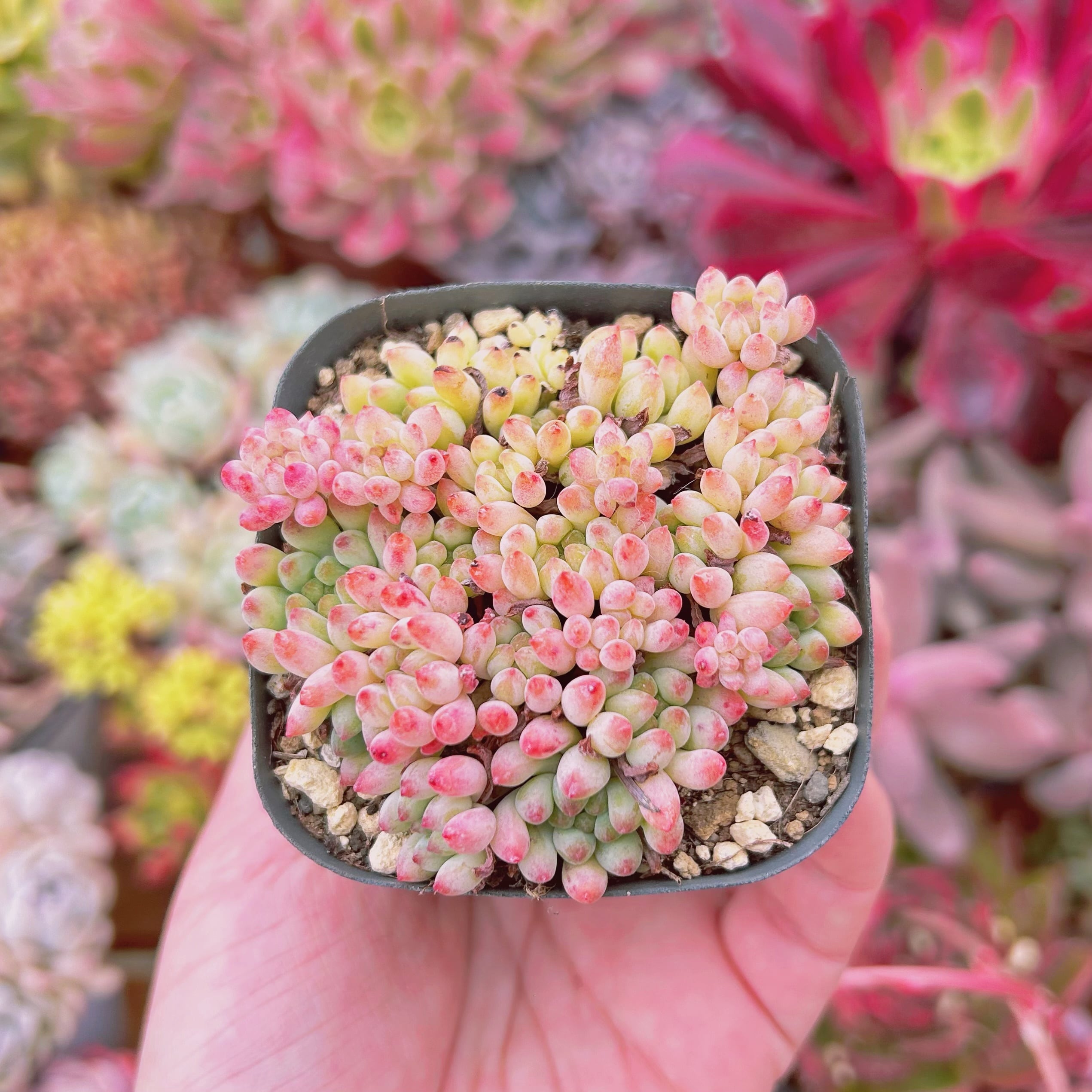 522現物 多肉植物 花火 抜き苗 | るる農園~多肉植物専門