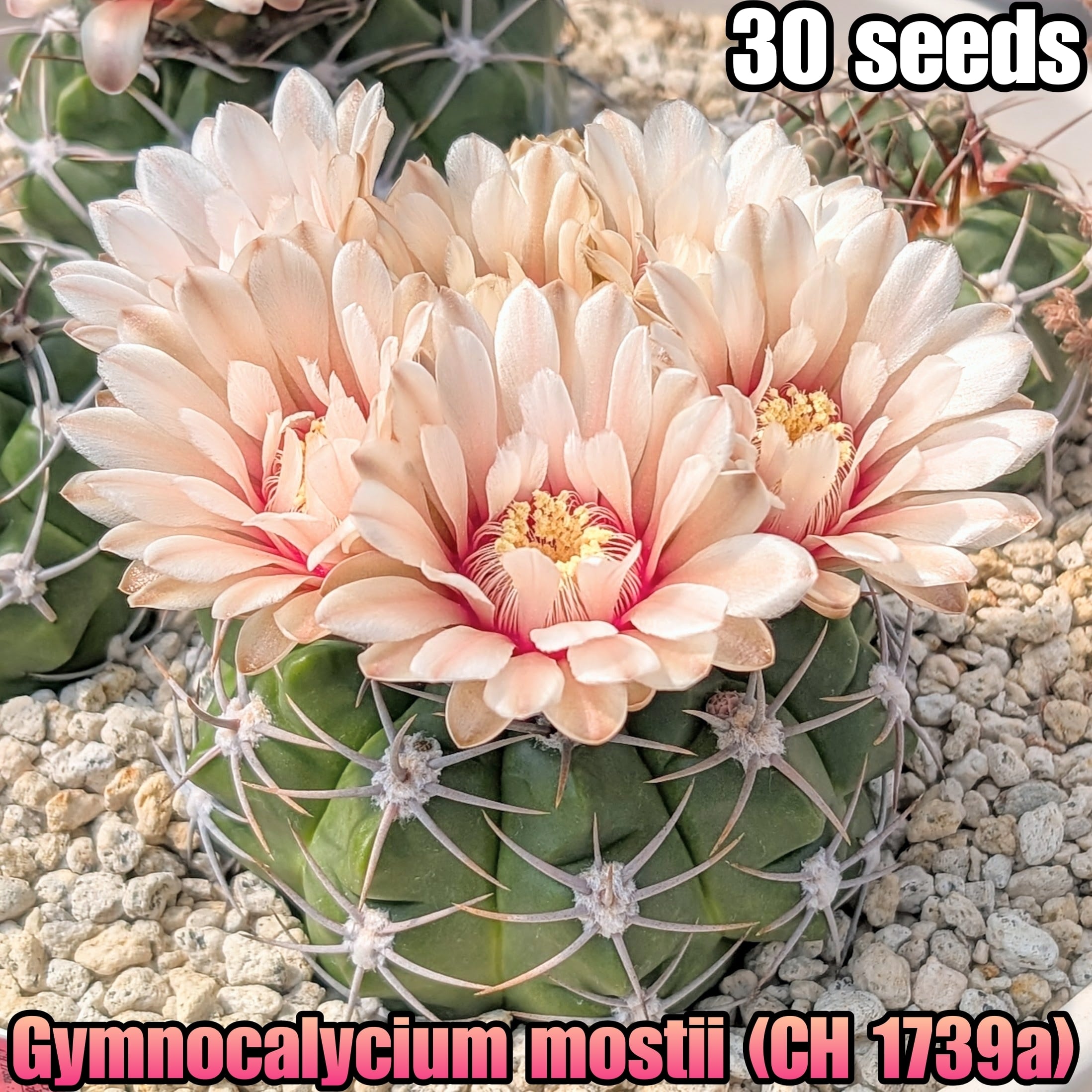 種子(少量パック)/30粒】Gymnocalycium mostii (CH 1739a