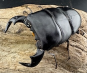 【WF4】《ダイオウヒラタ 東ジャワ産 79mm ペア》