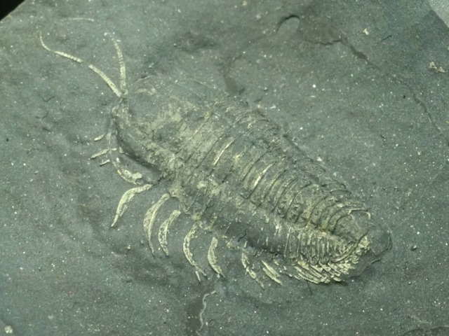 触覚！軟体部！三葉虫【Triarthrus eatoni】【172 g】アメリカ・ニューヨーク州産/トリアルトルス/化石/トリアルツルス/恐竜