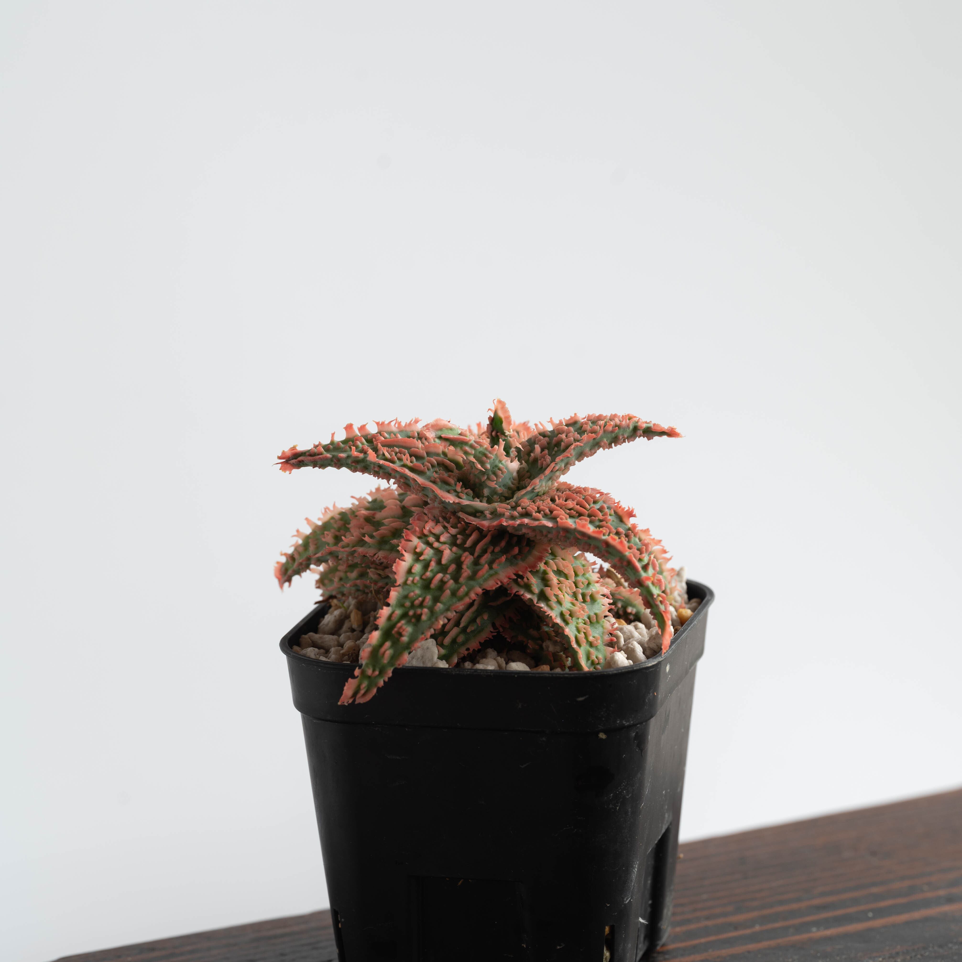 アロエ ハイブリッド -Aloe hybrid- No.13 | Agave Rocon