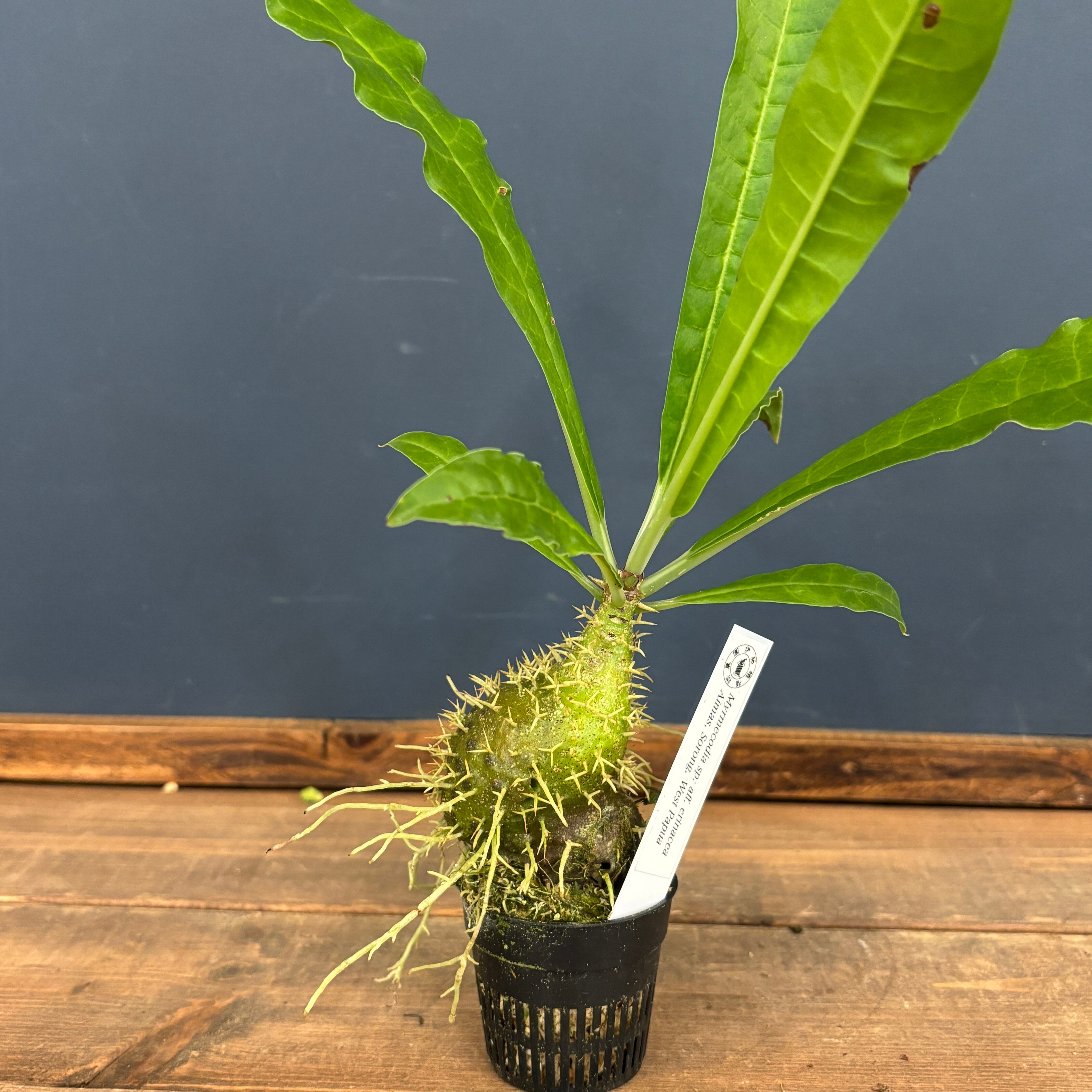 アリ植物のMyrmecodia tuberosa papuana ◎ アリ植物☆Myrmecodia