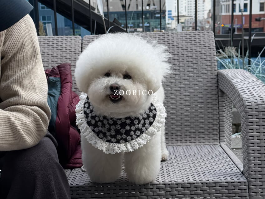 floral cape S ~ L / 犬用 ケープ レース 花柄 アクセサリー 首輪 バンダナ ドッグウェア スカーフ 可愛い 小型犬 中型犬