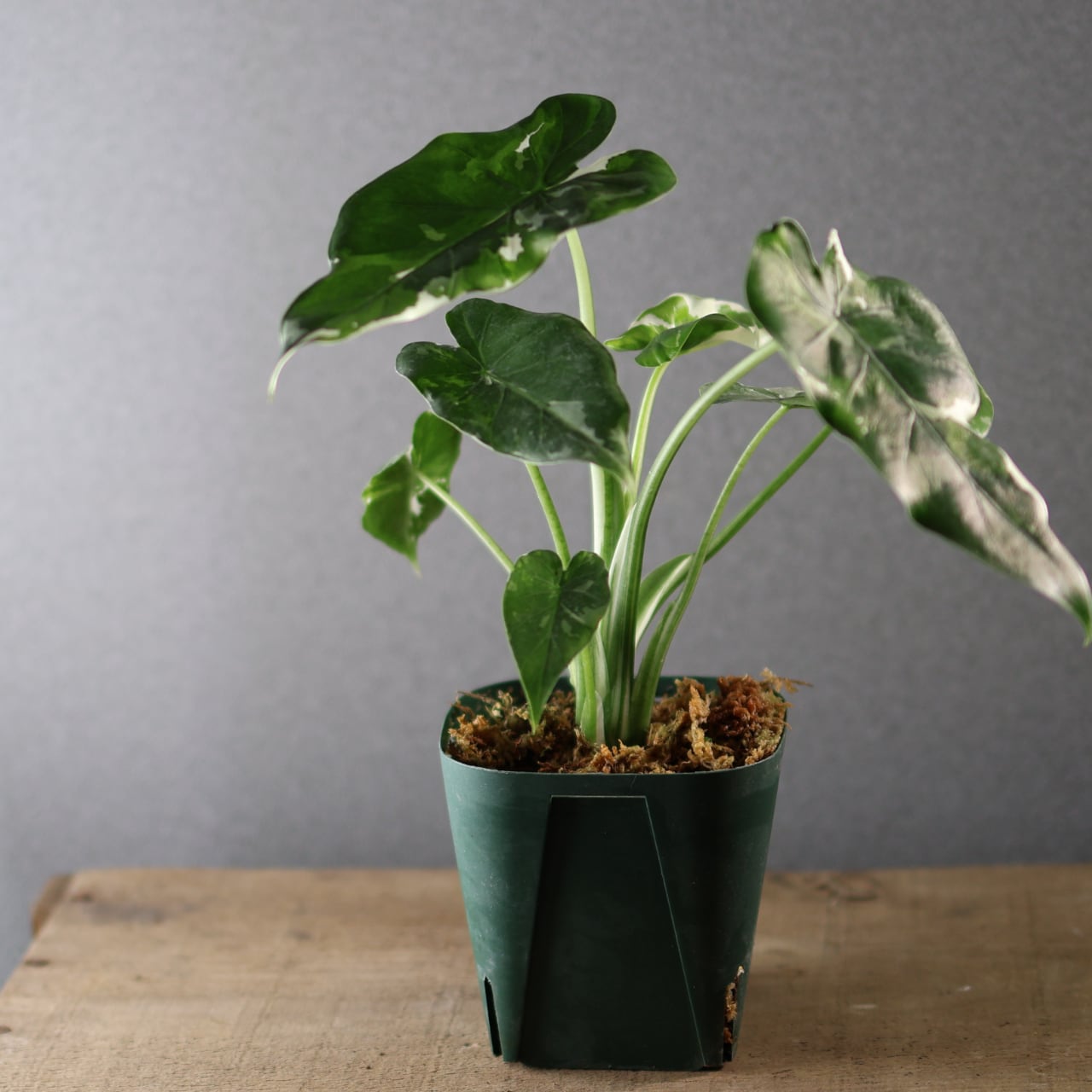 575『斑入り クワズイモ』観葉植物【送料無料】 | MARX PLANTS | 観葉
